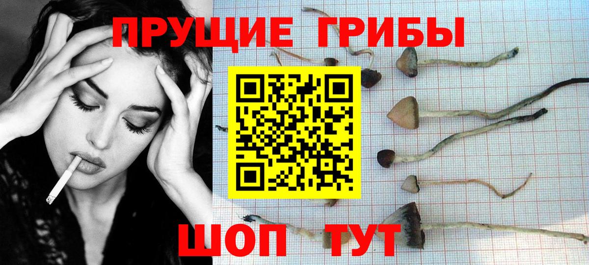 Солнечногорск  Псилоцибиновые грибы GOLDEN TEACHER  Вход с VPN 